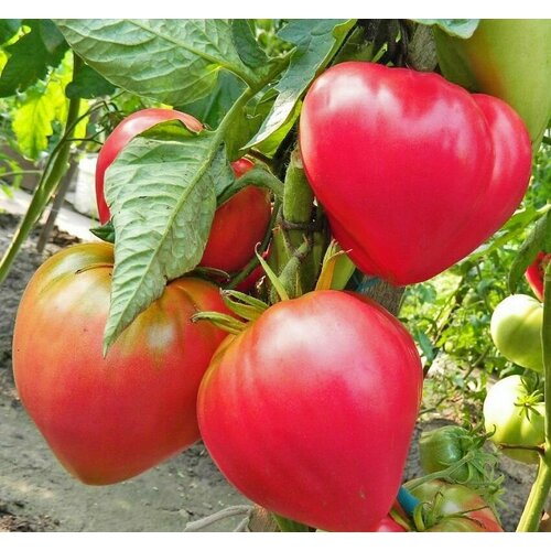 ���� ������������� ������ ������ ���������� ������� ������ ������