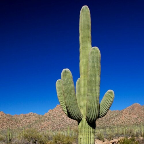 ���� ������ ������ ������ ������ ����������, ��������, Carnegiea gigantea 10 ��. ������ ������