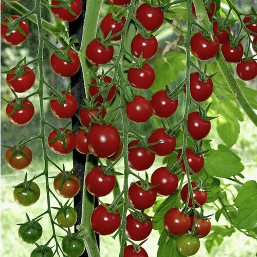 ���� ������������� ������ ������ ����� ������� 100 ������ ������