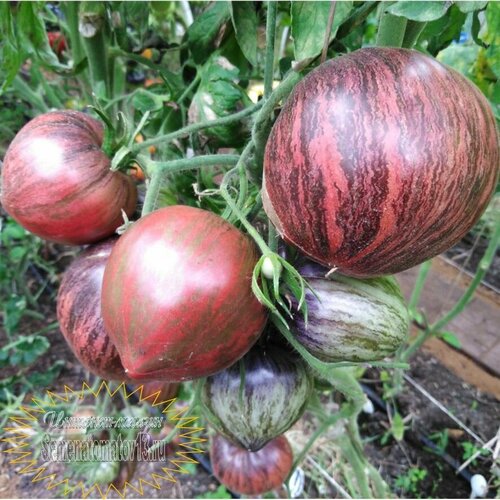 ���� ������������� ������ ������ �������� ������� ����������� - ������� ������ ������