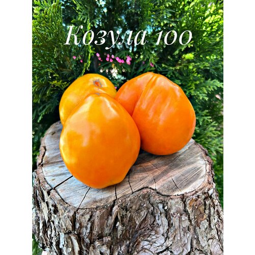 ���� ������������� ������ ������ ������ 100 ������ ������