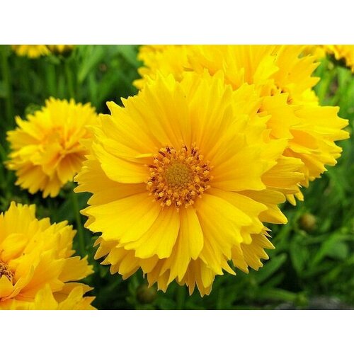 ���� ��������� ����������� ��������� �����, 45 �� ����� ������ ������