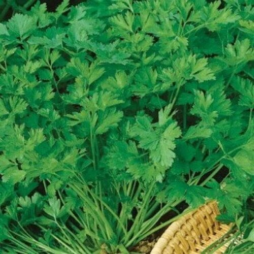 ���� ������������� ������ �������� ������� ������ ������