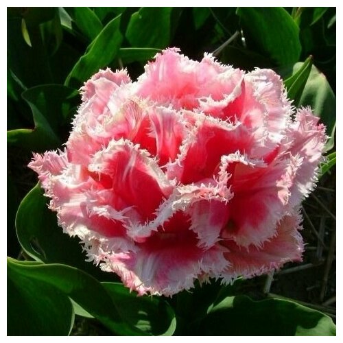 ���� �������� ����������� , �������� ���� QUEENSLAND (5 ����) ������ ������