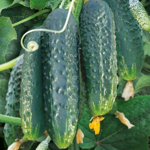 ���� ������������� ������ ������ F1 ������ ������ ������