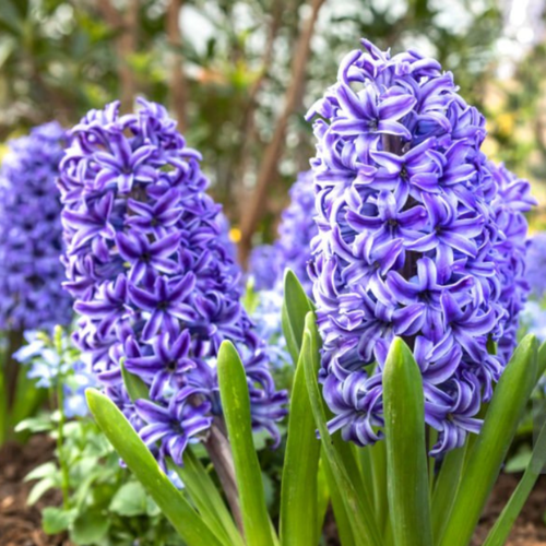 ���� ������� ADRIAN (2 ��������) ������ ������