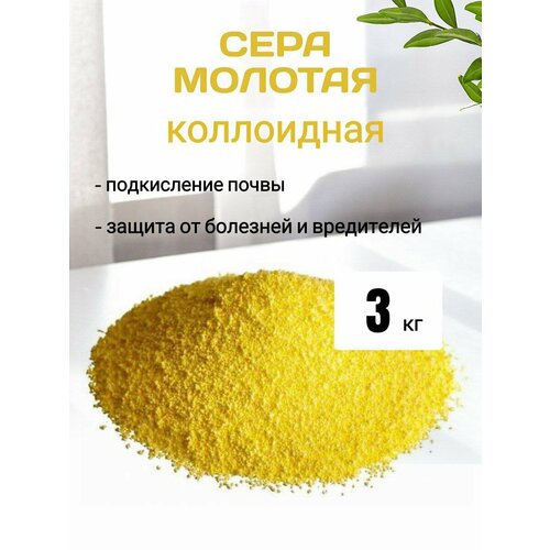 ���� ���� ������� 3 �� ������ ������