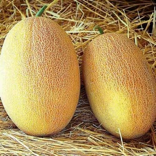 ���� ������������� ������ ���� ������� F1 ������ ������