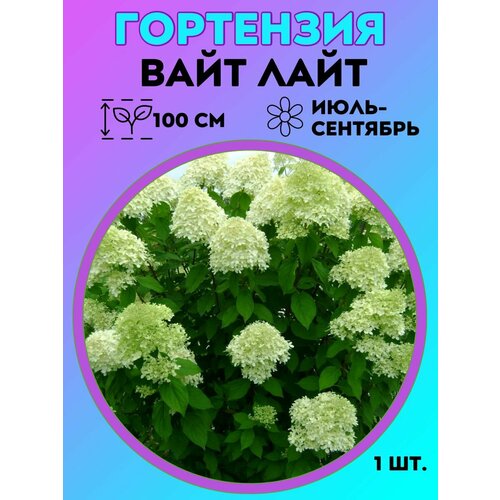 ���� ��������� �����������, ������� 1 ����� ������ ������