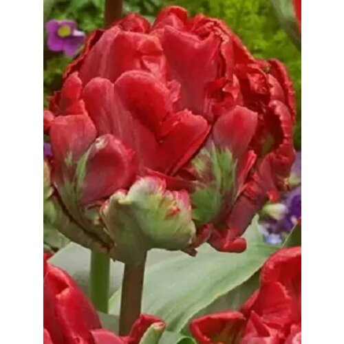 ���� �������� ������� ������ - 10 ��. ������ ������