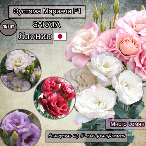 ���� ������ ������� ������� F1 ���������������, ��������. ������� �� 5-�� ���������. Sakata �������� ��������. 15 �� � ��. ������ ������