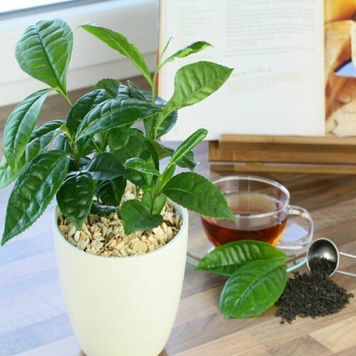 ���� ������ ������, ������� ��������� ���������, ������ ������ ������