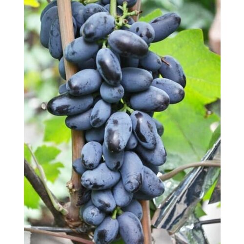 ���� �������� �������� ������ ������