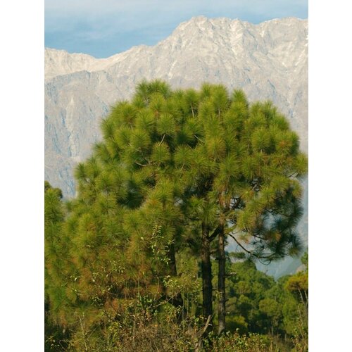      (Pinus longifolia roxburghii), 10    -     , -, 