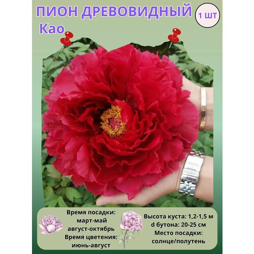 ���� ���� ����������� ���, ����������� ����� ��� ���� ������ ������