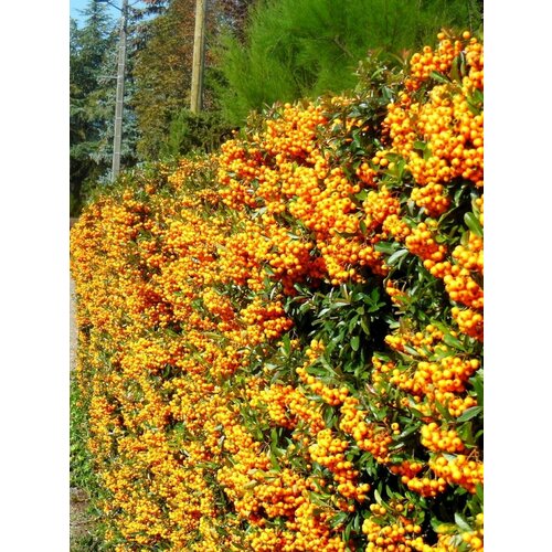 ���� ������ ��������� ���������� ������ (Pyracantha coccinea), 15 ���� ������ ������