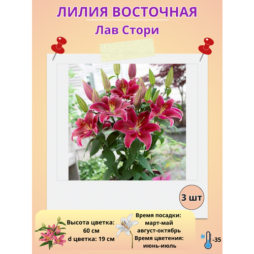 ���� ����� ��������� ��� �����, ����������� ����� ������ ������