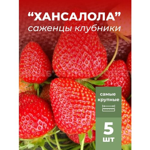 ���� �������� ����� ������������� ���������, �������/��������� �������� 5 �� ������ ������