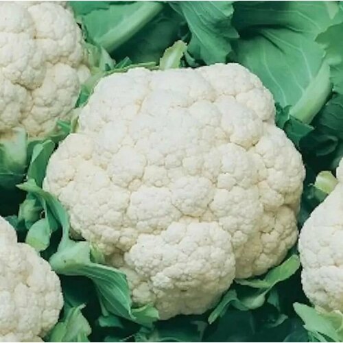 ���� ������������� ������ ������� ������� F1 ������ ������ ������