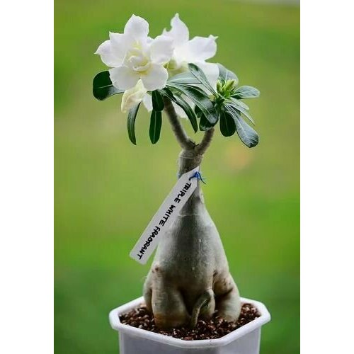 ���� ������� ������ ����������, ���� �������, ��������� � ��������� �������� ������� � ������� �� ����� �������, ����� ���������� ��� ���������, 3 �� ����� ������ ������