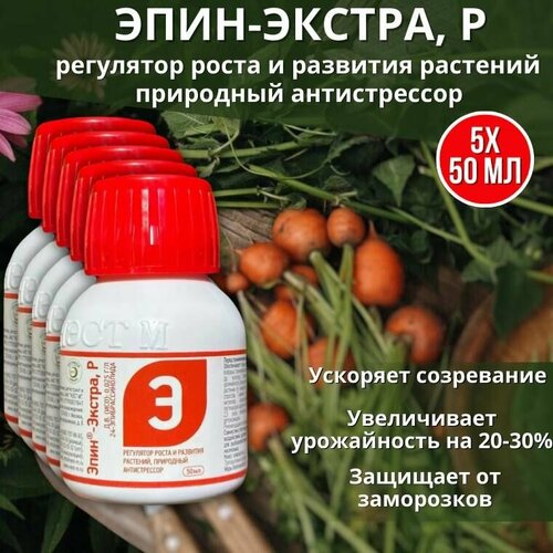 ���� ����-������ ��������� ����� � �������� ��������, ��������� ������������ 50 ��, 5 �� ������ ������