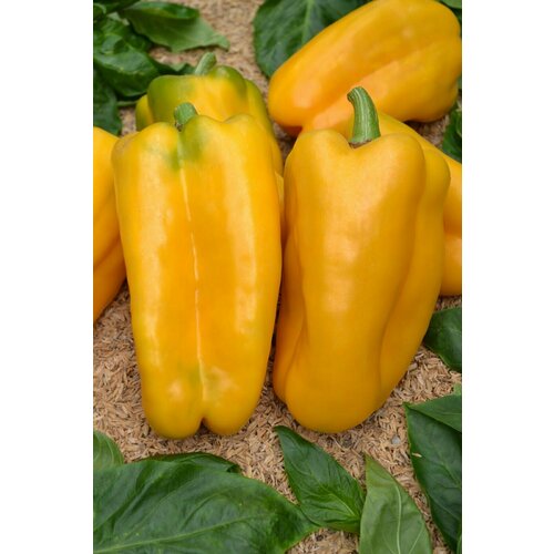 ���� ������������� ������ ����� �������� ������ ������ F1 ������ ������