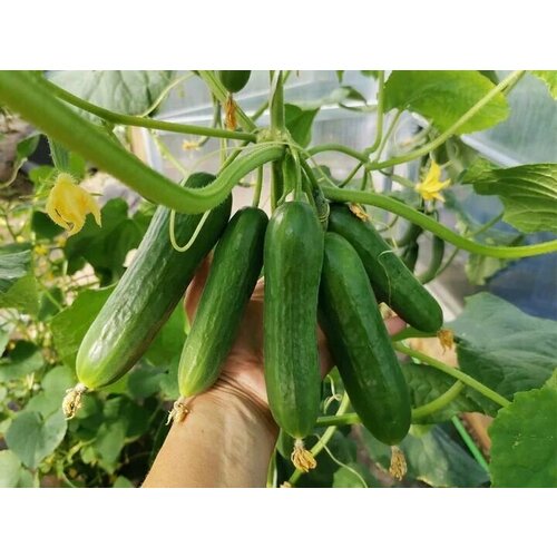 ���� ������������� ������ ������ ������� F1 ������ ������