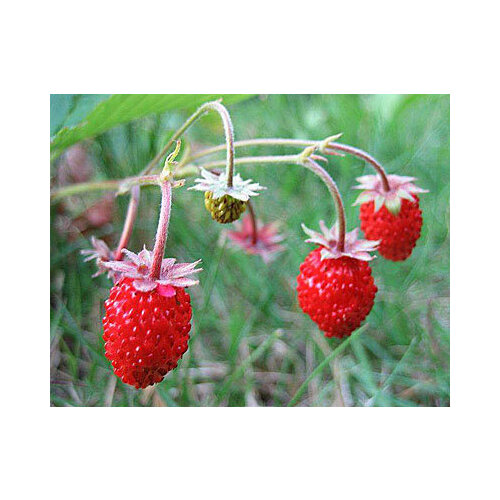 ���� ������������� ������ ��������� ����� ��������� (100 ��.) ������ ������