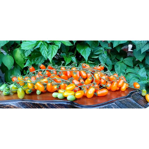 ���� ������ ������ ��������� ��������� (Datterini Orange) / Seeds And Goods / � �������� zip-lock ��� ���������� 10 ����� ������ ������