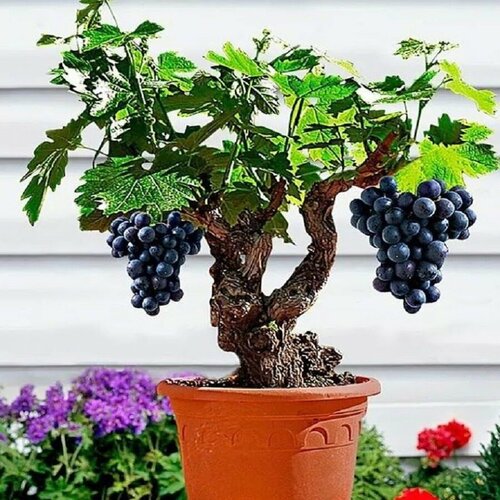 ���� �������� ���������, ����������� ������, ���� Labruska, ������ ������ ������