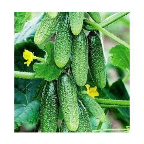 ���� ������������� ������ ������ F1 ��� ������ ������ ������