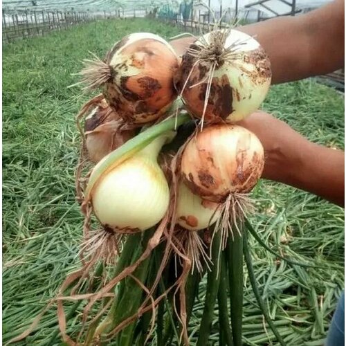 ���� ������������� ������ ���� �������� F1 ����� ������ ������