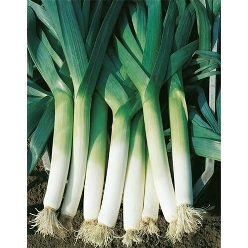 ���� ������������� ������ ���� ����� �������� F1 ������ ������