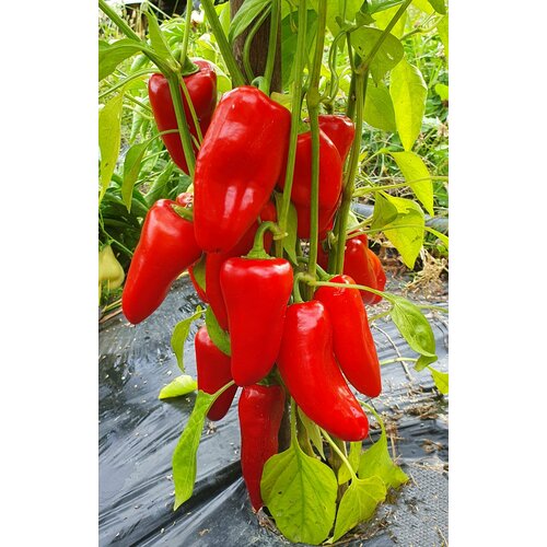 ���� ������ ����� ������� �������� ������� (Lunchbox Red) / Seeds And Goods / � �������� zip-lock ��� ���������� 10 ����� ������ ������