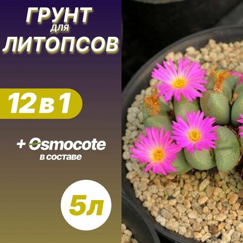 ���� ����� ��� �������� 5� / ������� ������ ������