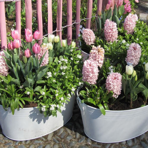 ���� ������� �������� �������� (2 ��) ������ ������