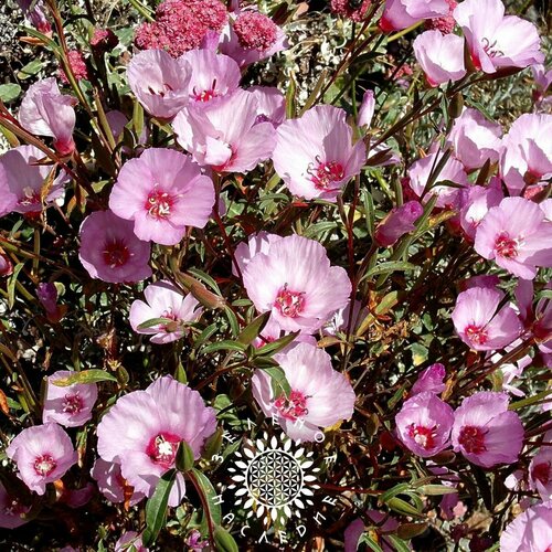    ,  -  (. Clarkia unguiculata) 30    -     , -, 