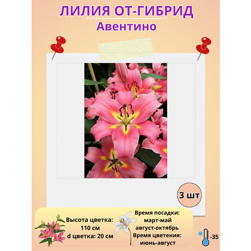 ���� �������� ����� ��-������ ��������, ����������� ����� ������ ������