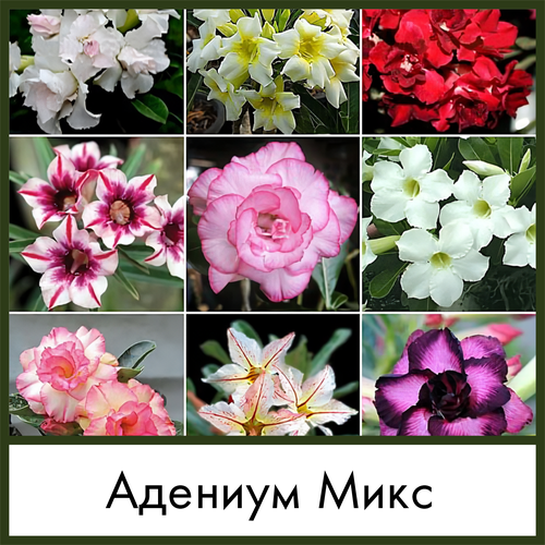         (Adenium obesum mix)   -     , -, 