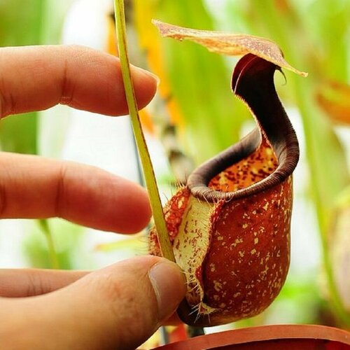 ���� �������� ��������, Nepenthes Rafflesiana, ������������� ��������, ������ ������ ������
