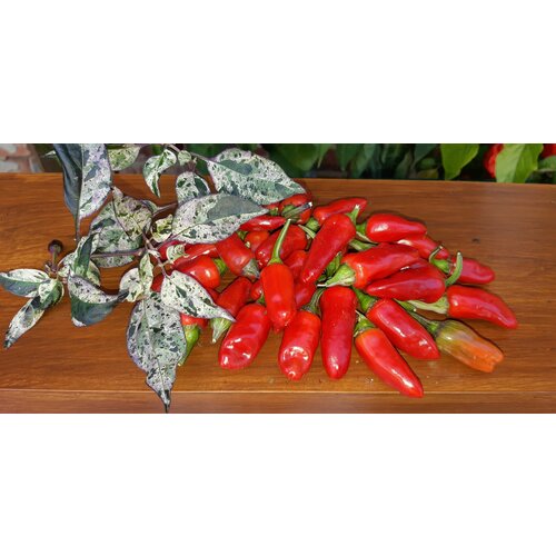       (Tricolor Variegated) / Seeds And Goods /   zip-lock   10    -     , -, 