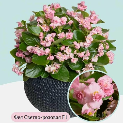 ���� ������� ������������� F1 ��� ������-�������, ������ ���������� ������������� �������, �������� �������� ������������ ��� ��������� ����, 10 ����� ������ ������