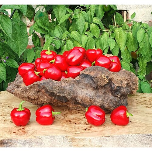        (Mini Bell Red) / Seeds And Goods /   15    -     , -, 