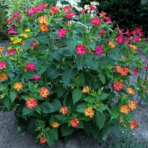 ���� ������ ��������� �����, ������ ��������� 5 ���� ������ ������