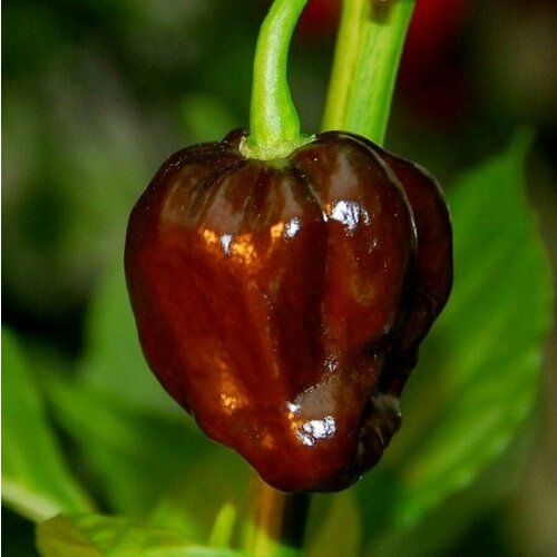      Habanero Chocolate,   5 .   -     , -, 