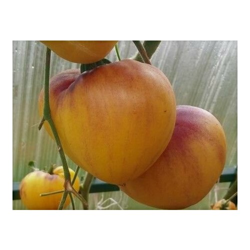 ���� ������������� ������ ������ ������� ������ ��������� ������ ������