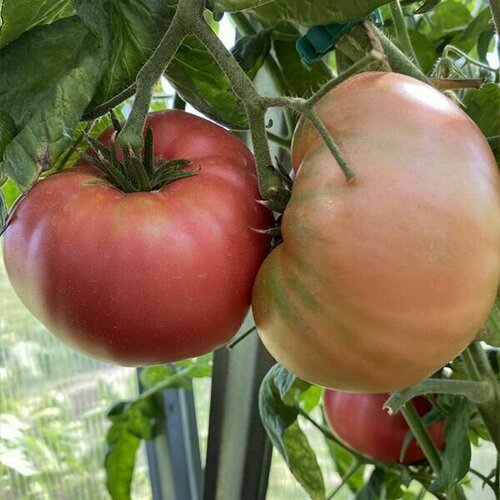 ���� ������������� ������ ������ ��������� ������� ����� ������ ������