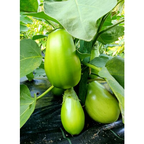 ���� ������ �������� ������� ������� (Big Green) / Seeds And Goods / � �������� zip-lock ��� ���������� 10 ����� ������ ������