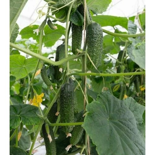 ���� ������������� ������ ������ ����� F1 ������ ������