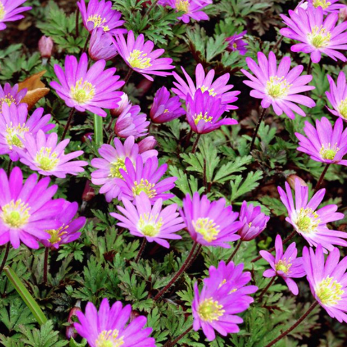 ���� ������� ������ VIOLEL STAR (10 �������) ������ ������